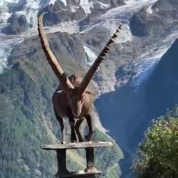 Scaling Heights: The Incredible Adaptations of Ibexes. Masters of the Mountain