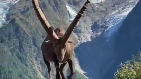 Scaling Heights: The Incredible Adaptations of Ibexes. Masters of the Mountain