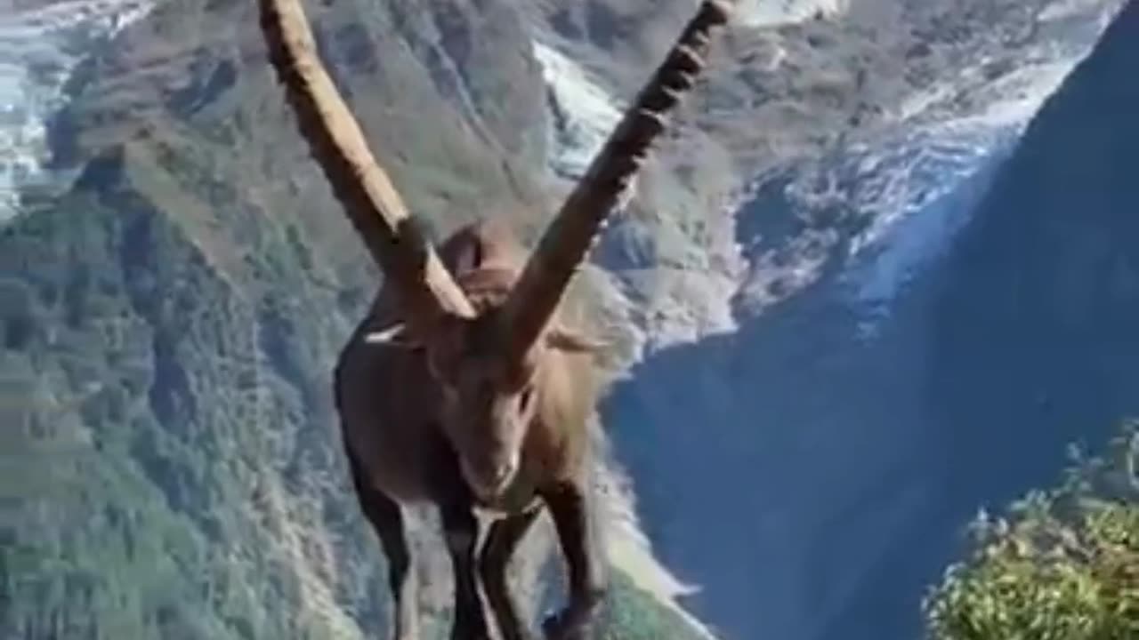 Scaling Heights: The Incredible Adaptations of Ibexes. Masters of the Mountain