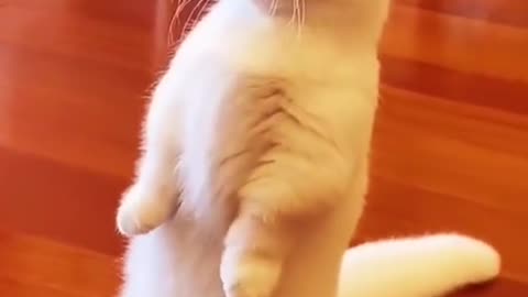Funny kitten 😂