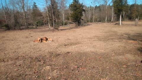 Pasture Minute, more Sam and pups