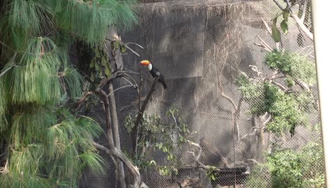 Toucan at the San Diego Safari Park