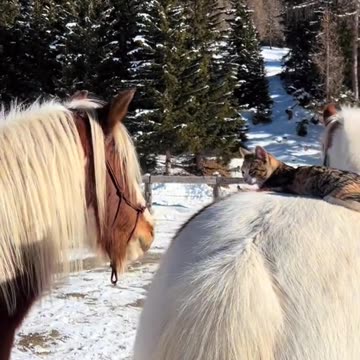 Kitty Rides a horse ;3