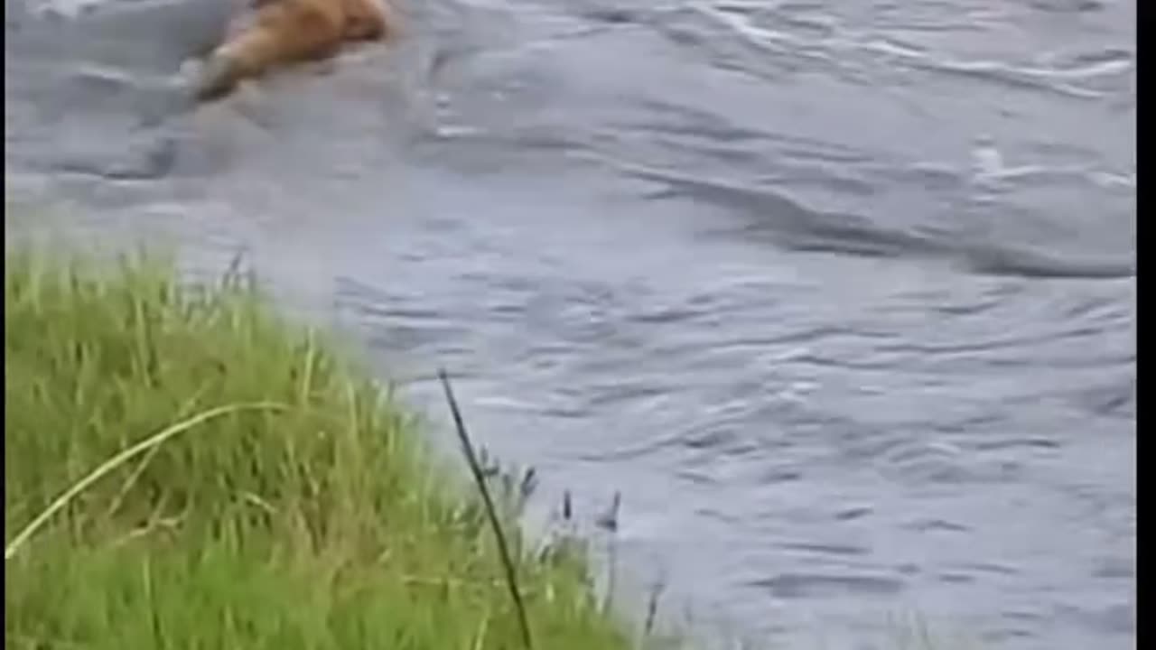 Lion pride crossing the surging river