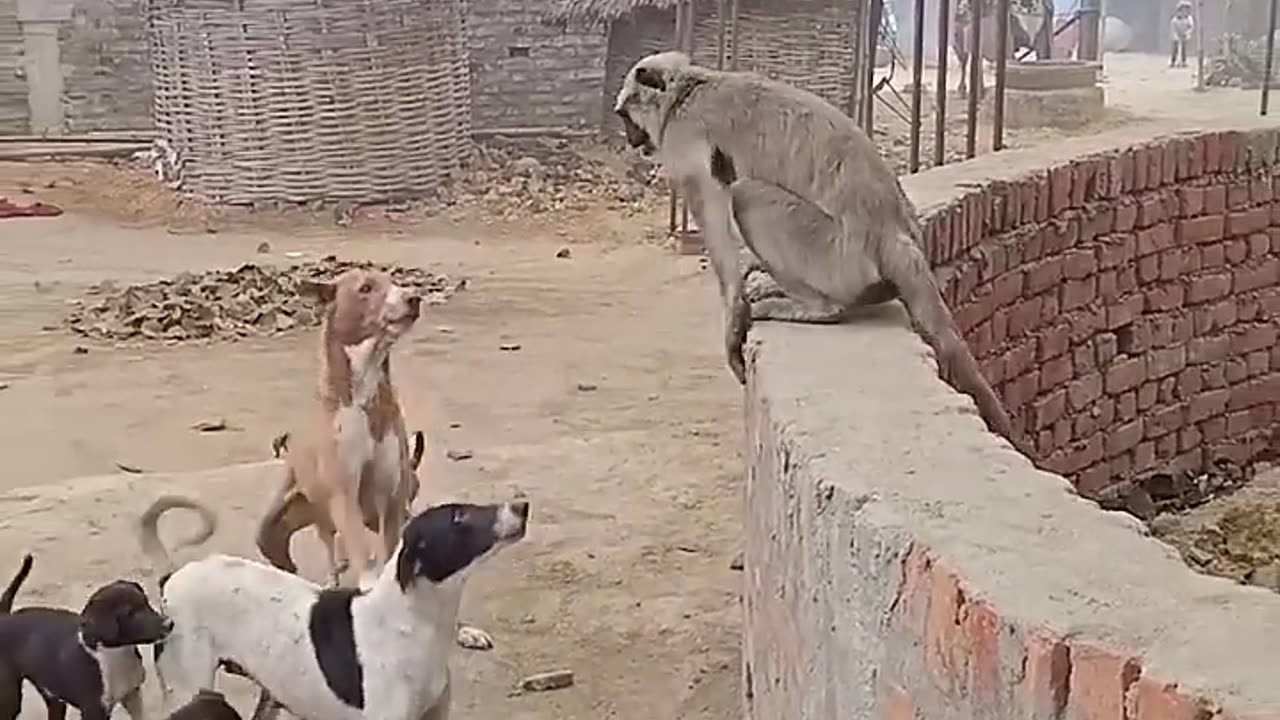 Funny monkey|funny animal|funny video