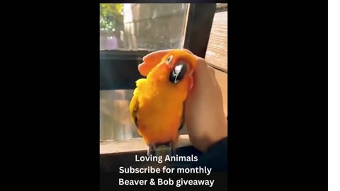 Parrot birds love in Action! Funny compilation of Animals!