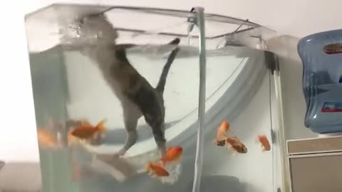 Cat vs Fish Tank