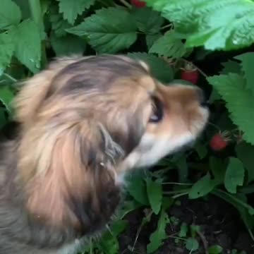 Sampling the strawberries.mp4