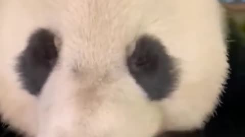 Watch this panda eating up close.