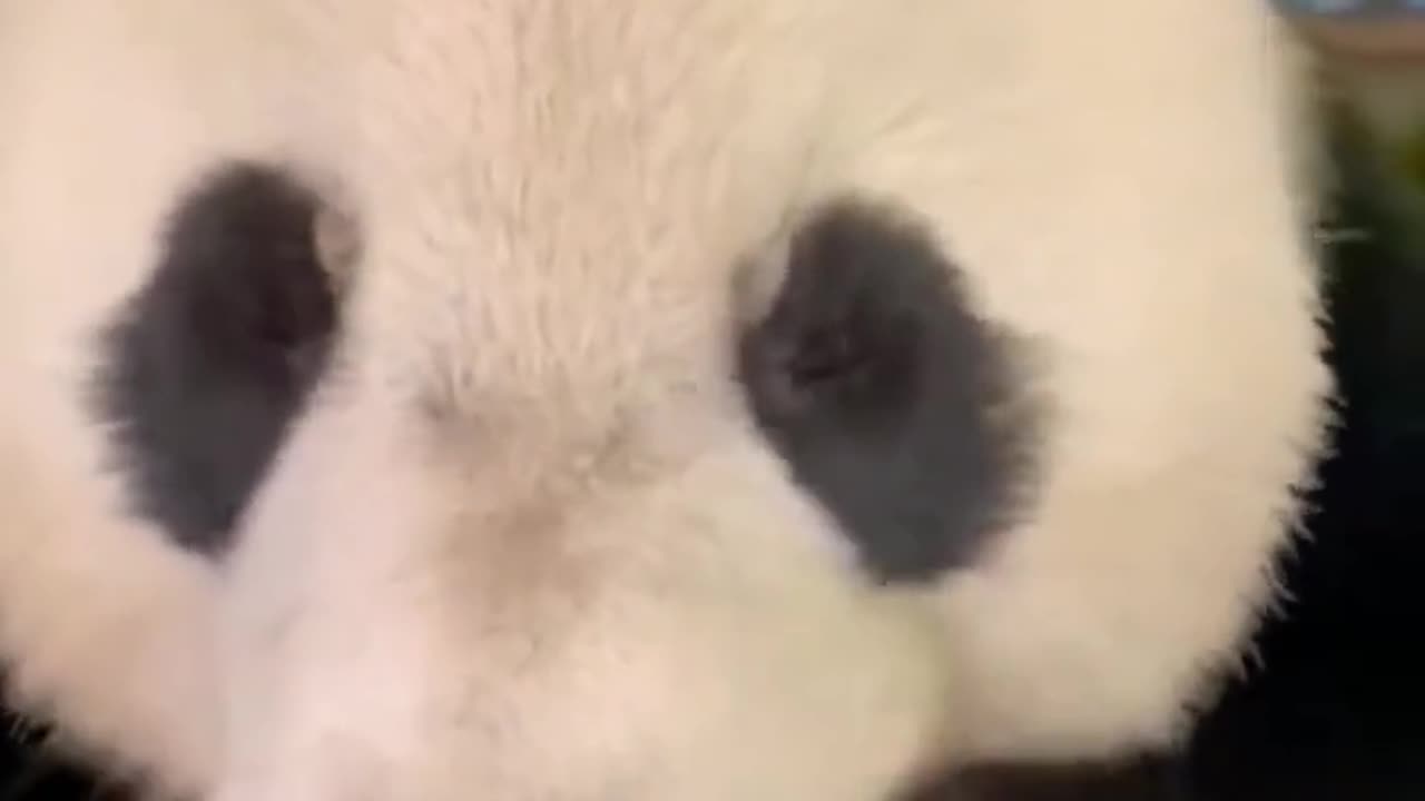 Watch this panda eating up close.