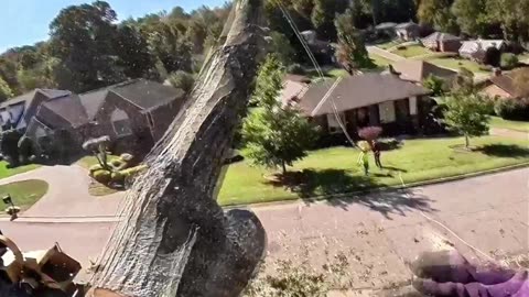 Most Satisfying Tree Top Drop You’ll Ever See! 😍🌳