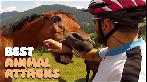 Hilarious Animal Attacks | Nature Gone Wild 🐻 Funny Videos