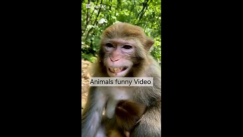 animals funny video