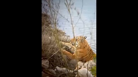 tiger spotted