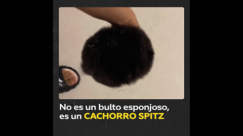 Este pequeño bulto peludo con 4 patas es un cachorro spitz