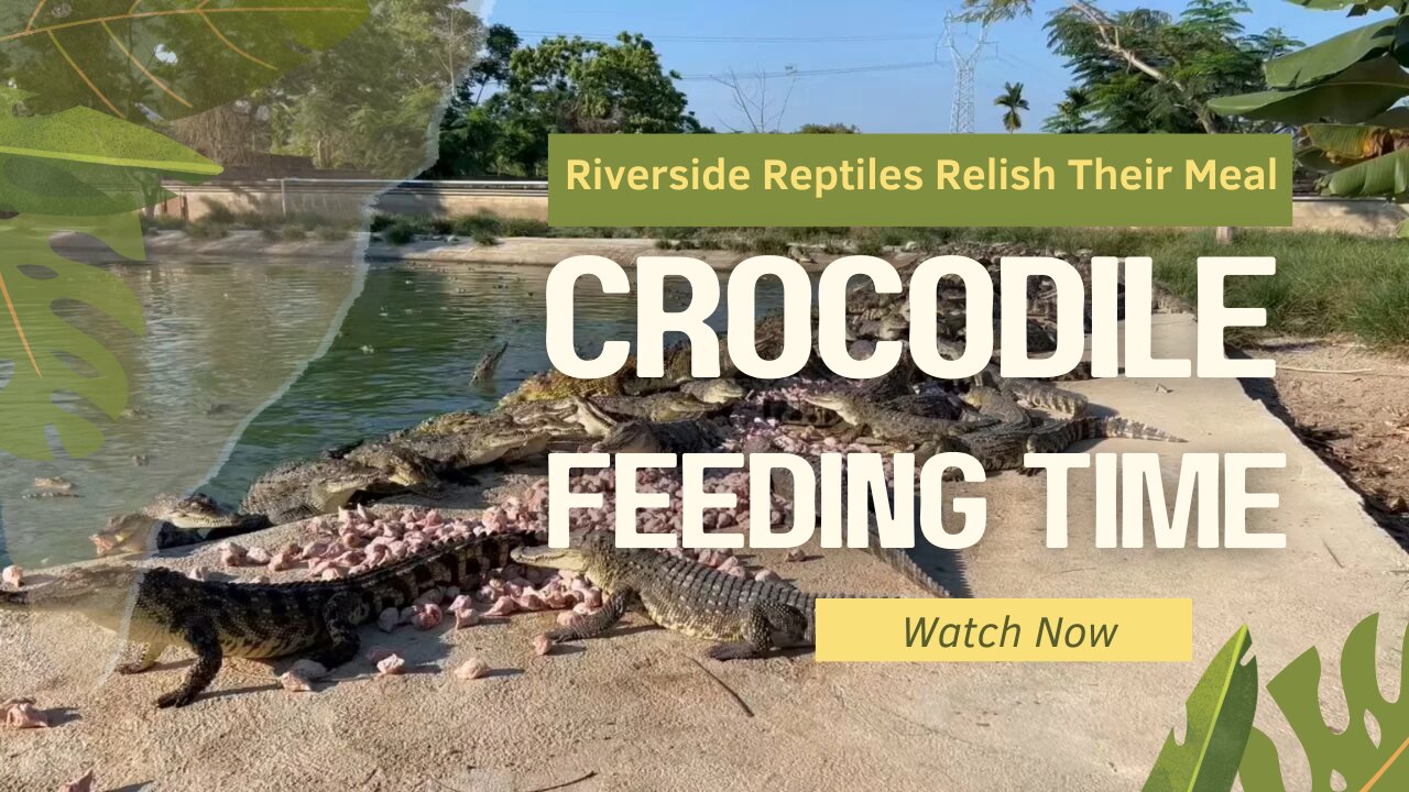 Feeding Time: Crocodiles Enjoy a Riverside Meal
