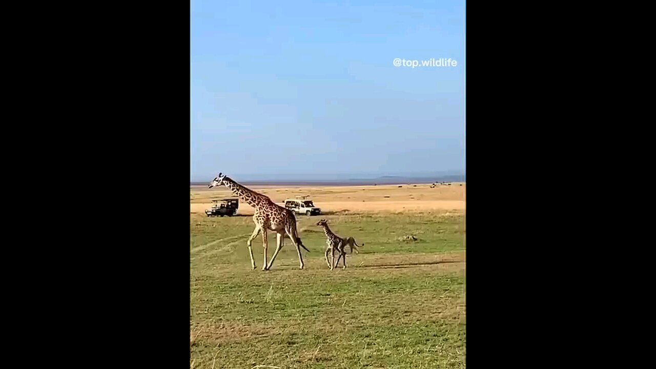 Hunting