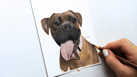 How to draw a boxer dog in colored pencil