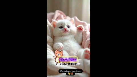 Cat singing #cat #cats #catsagram #catlove #family #follow #viral #animal #hashtags #happy #satisfy