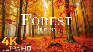 Enchanting Autumn Forests with Beautiful Piano Music🍁4K Autumn Ambience & Fall Foliage 24H