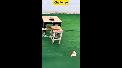 dogs challenge