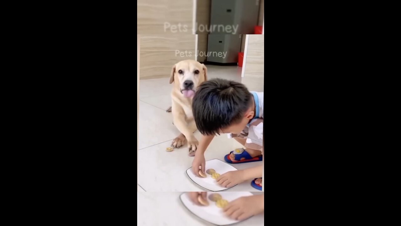 funny animal
