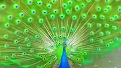 beautiful peacock dance in rain
