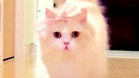 Fashioning Kitty😻-