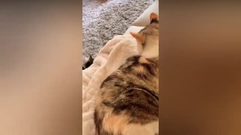 Meow Moments: Playful Cats & Adorable Kittens Compilation