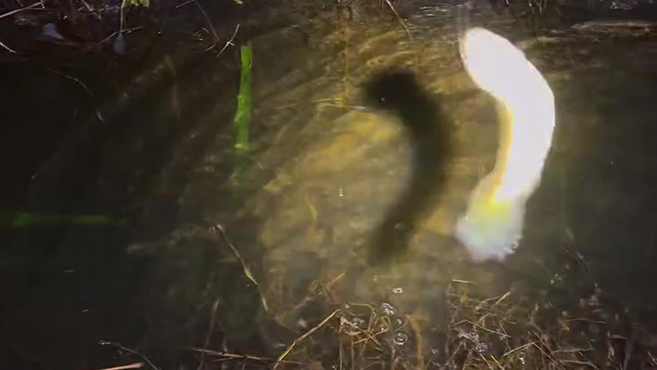 Ikan Gabus