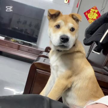 Let Me Show You How to Play with Puppies