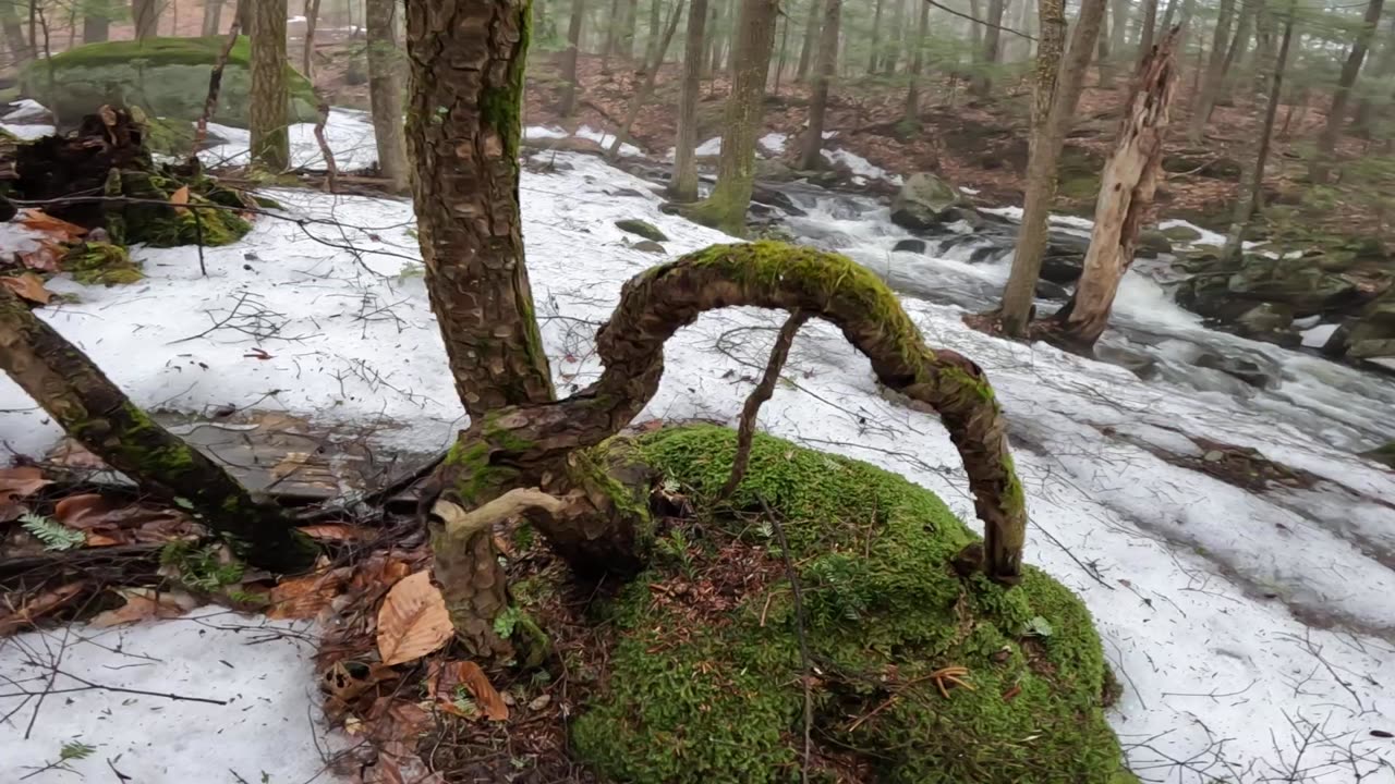 Rad Roots