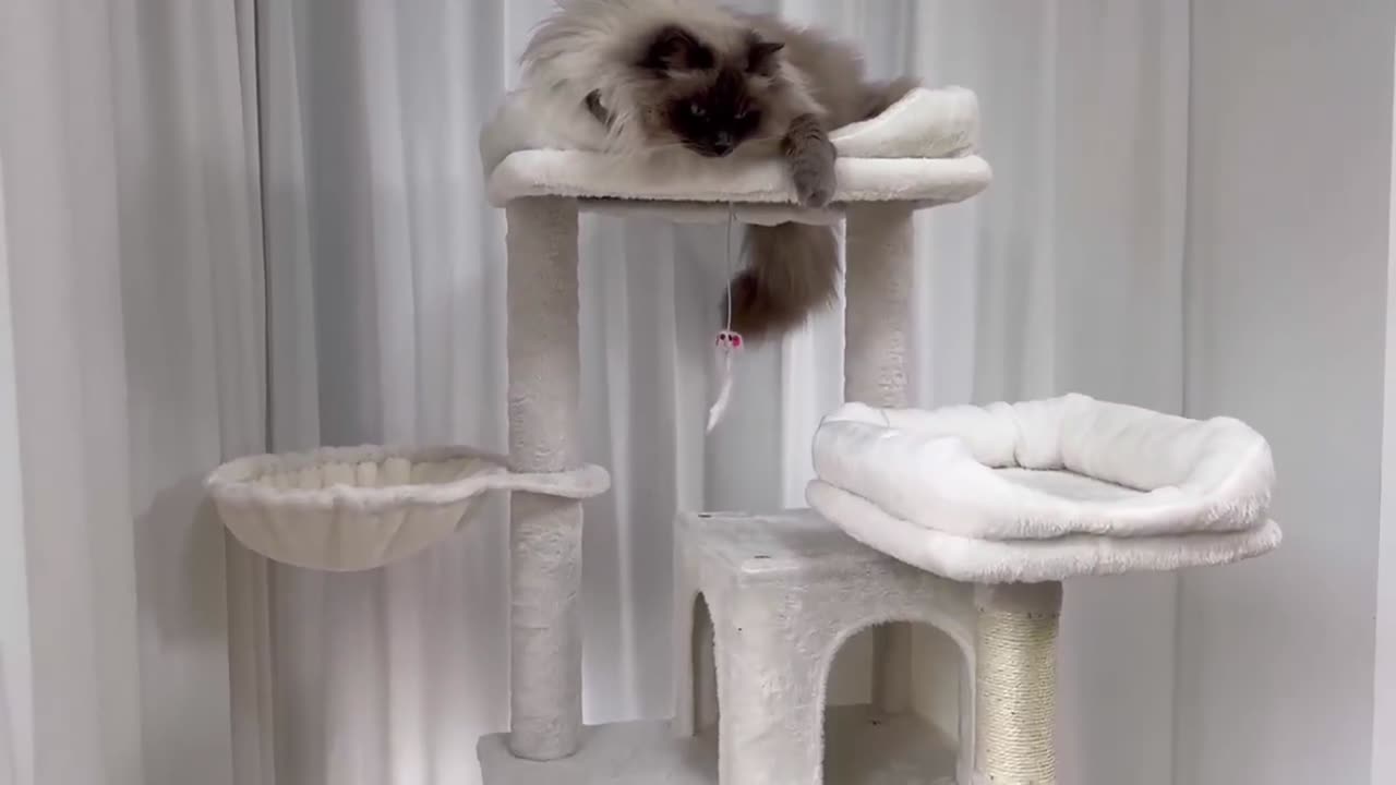 Transform Your Cat’s Life with This Ultimate Multi-Level Cat Tree – They’ll Love It!