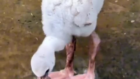 Little bird learning from parents