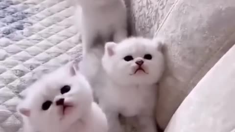 Kittens meowing on the sofa