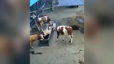 Animal pranks