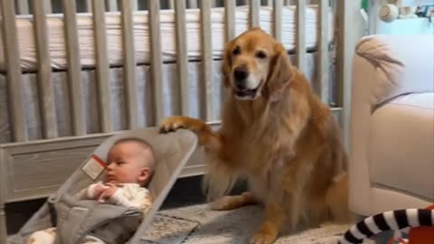 🐶 Golden Retriever Life