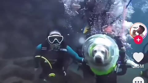 Scuba Dog