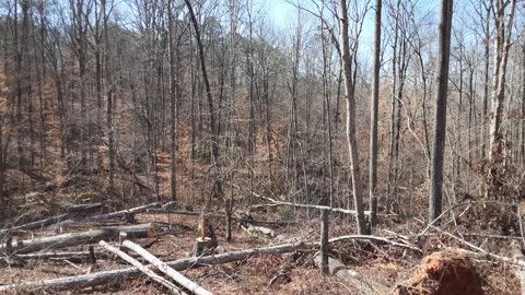 More Trees Down Today – Thanks Chris!