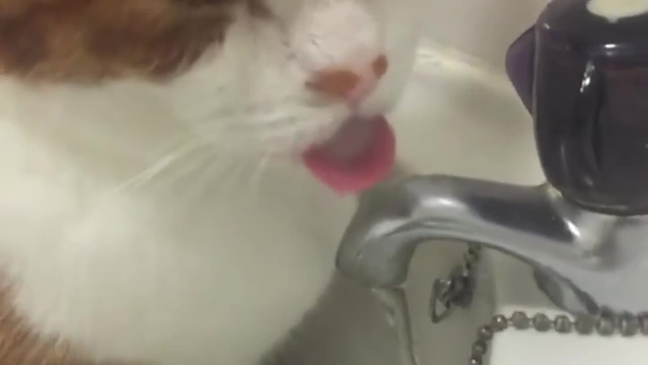 Funny cats and animals videos