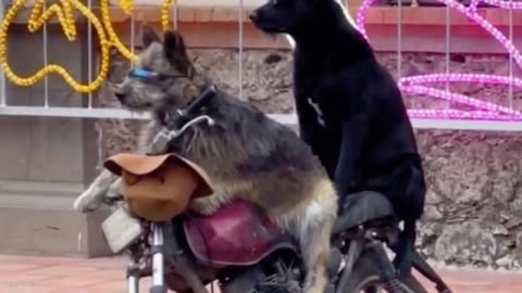 Two Stylish Dogs in Sunglasses Striking a Pose on a Motorcycle