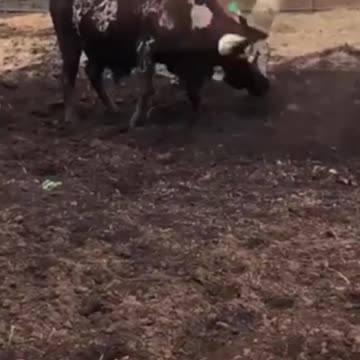 The Most Insane Horns in the Animal Kingdom!