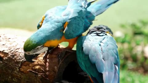 4K Ultra HD The Most Adorable Animal Moments Ever! #animalvideo #wildadventure #animals #Amazon