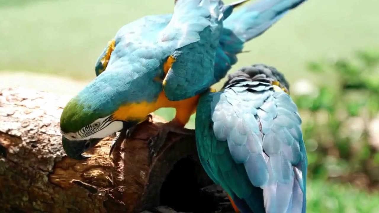 4K Ultra HD The Most Adorable Animal Moments Ever! #animalvideo #wildadventure #animals #Amazon