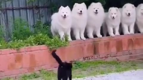 Know your place, fluffies