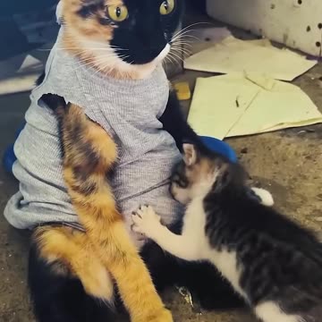 Great cat mom 🐱💕🥰