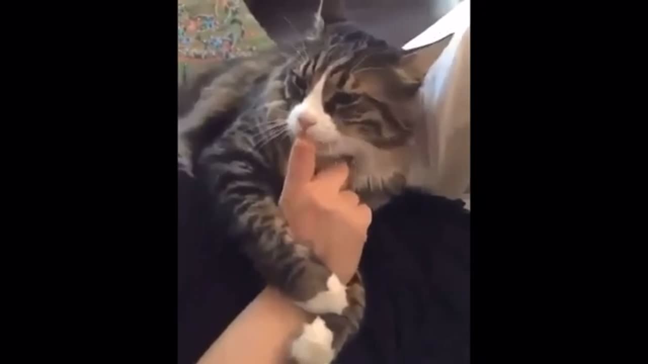 Funny Cute Cat - Try Not To Laugh...