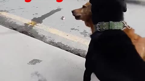 Angry 😡 dog fingt in NEPAL🇳🇵🇳🇵🇳🇵🇳🇵