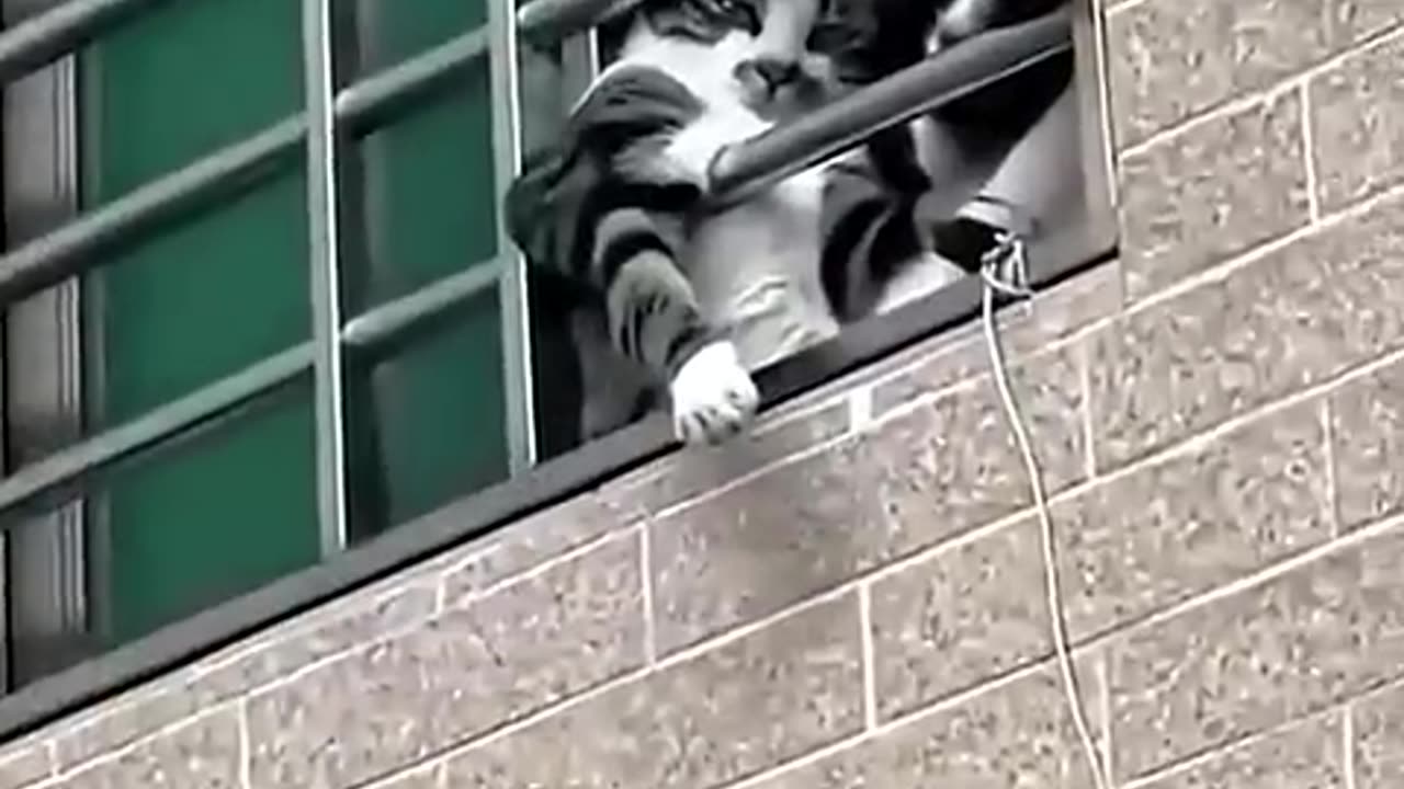 Funny cat 🐈
