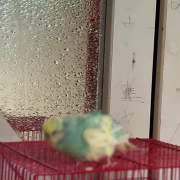 Bath 🛀 #naturesounds #birds #birdschirping